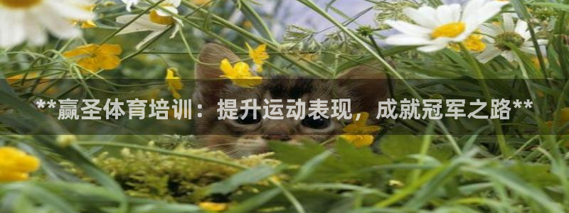 富联文体：**赢圣体育培训：提升运动表现，成就冠军之