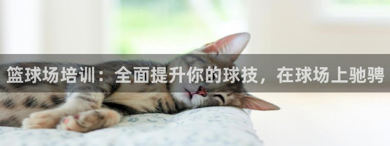 富联官网注册流程图：篮球场培训：全面提升你的球技，在